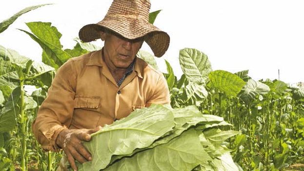 Farmer with tobacco leaves
