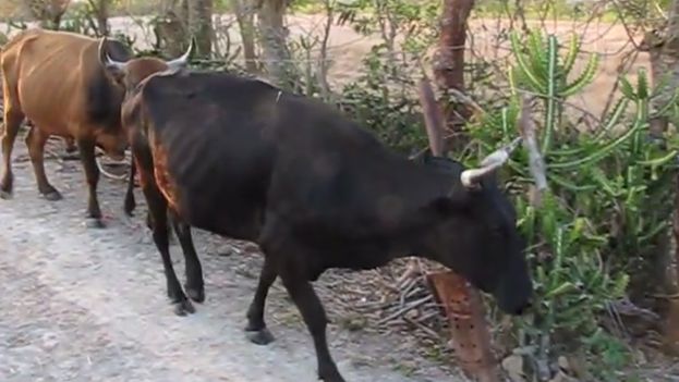 Cows in Cuba (CC)