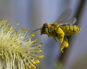 abejas-2