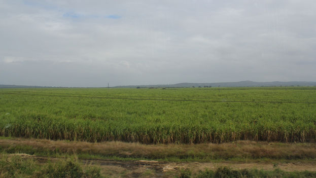 A sugar cane field in Cuba. (Flickr / CC)