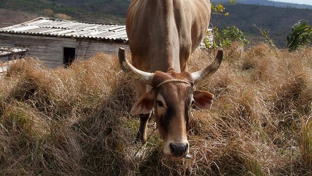A cow in Cuba. (CC)