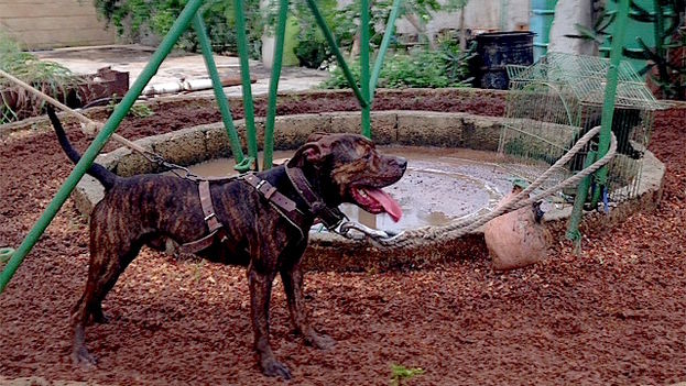 Fighting dog in Cuba. (14ymedio)