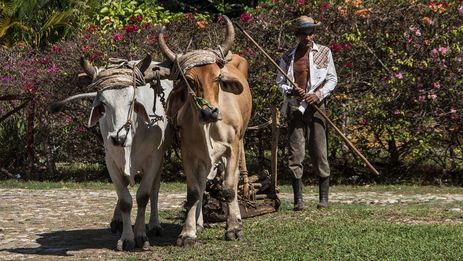 Cuba farmer working land with oxen