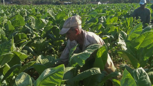 Justo García Hernández working in his tobacco field. (14ymedio)