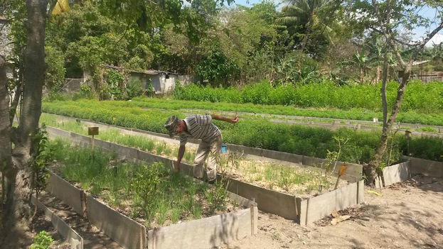 The garden with herbs being grown for Purita Industries. (14ymedio)