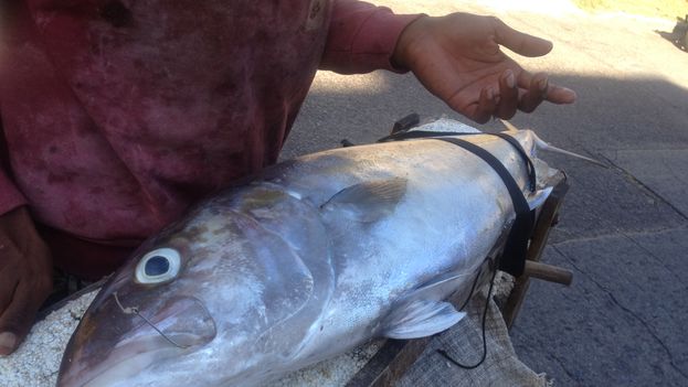 A young man with his recently caught fish near Havana's Malecon. (14ymedio)