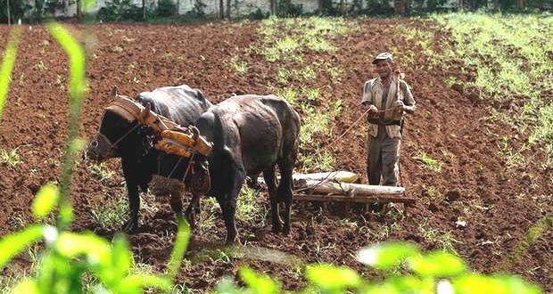 Plowing in Cuba with oxen. (From On Cuba)
