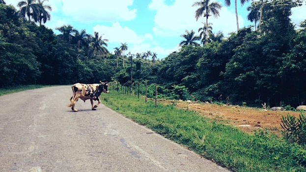 A steer on the road. (14ymedio)