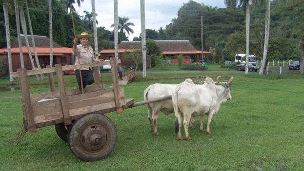 When Raul Castro promoted the leasing of idle land to the farmers, he invited them to make it productive with oxen. (14ymedio)
