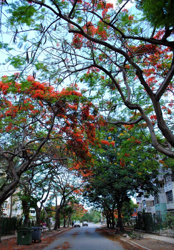 Flame trees in Havana, dropping their petals int he street. Source: Caridad, Havana Times