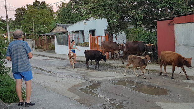 In a small street of Santa Clara a family leads their cattle to graze in broad daylight.(14ymedio)